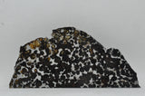 RocksburyPlace.com Pallasite Slice Seymchan Russia Meteorite - 77.8 grams - 6" x 3"