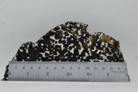 RocksburyPlace.com Pallasite Slice Seymchan Russia Meteorite - 77.8 grams - 6" x 3"